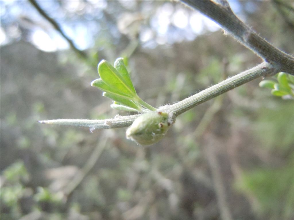 Calicotome villosa / Sparzio villoso